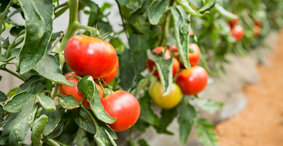 꽃다래 농장에서 재배하는 토마토 사진