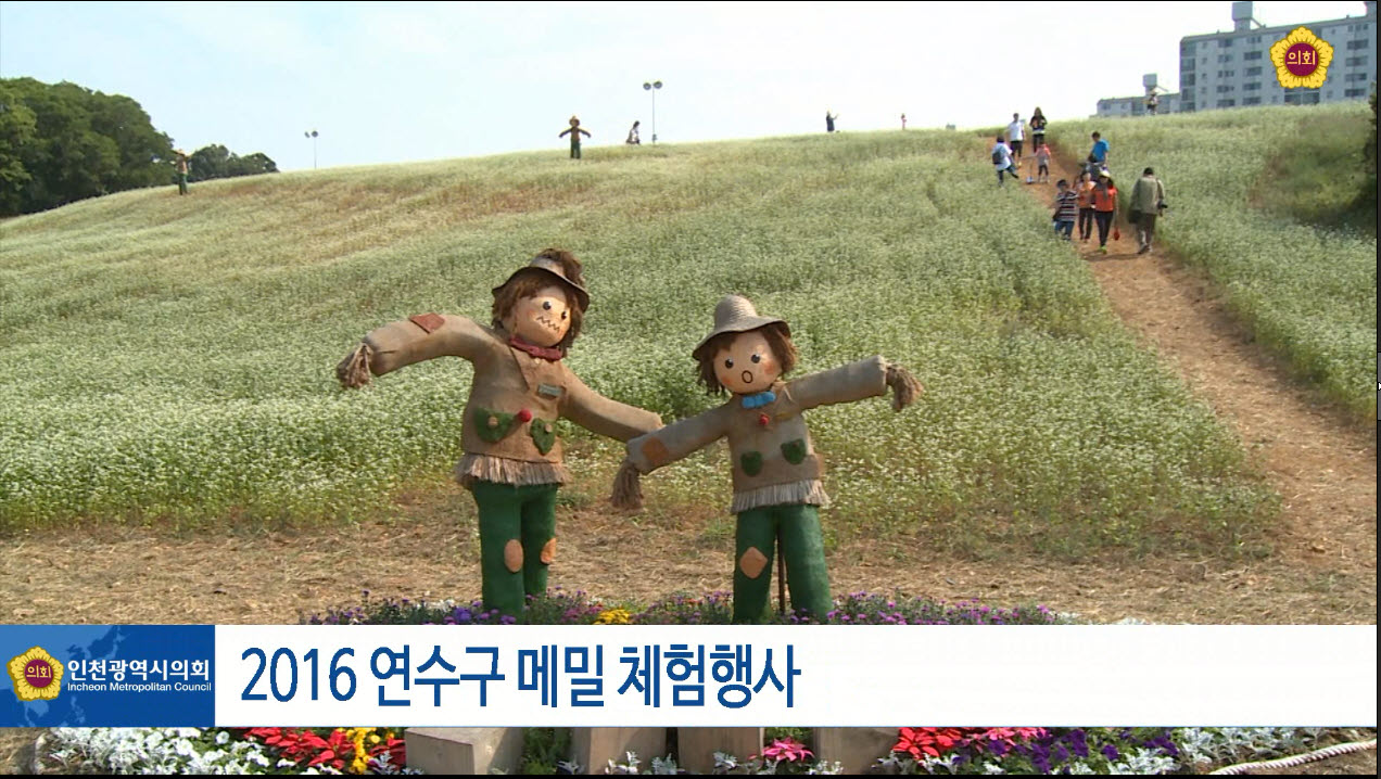 2016 연수구 메밀 체험행사 사진