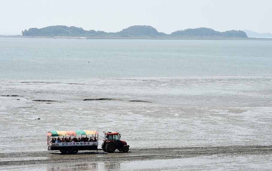 정기적으로 운행하는 트랙터는 갯벌을 오가며 방문객을 실어나르는 사진