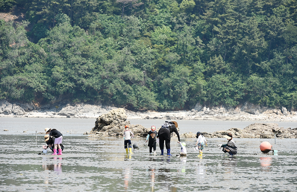 갯벌체험이 한창인 사람들. 뒤로 보이는 육지가 바로 목섬의 사진