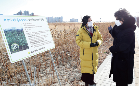 지난해 6월 송도국제도시 주변 일대에 심은 케나프(KENAF, 양마)