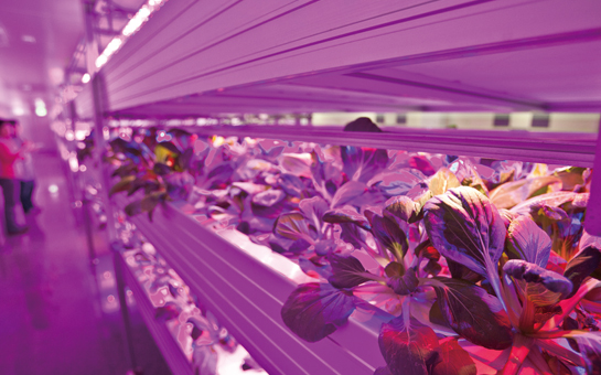 LED 조명을 이용해 채소를 재배하는 '동이네 사랑채'