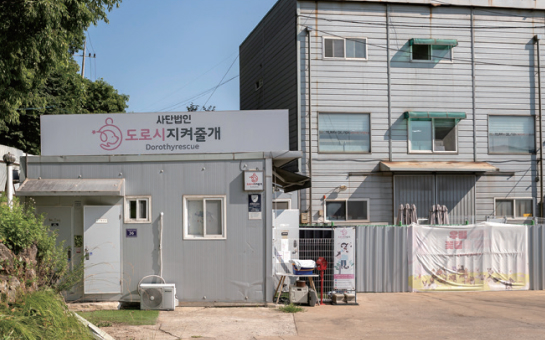 유기견 보호소 사진