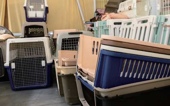 유기견 보호소 내부 사진