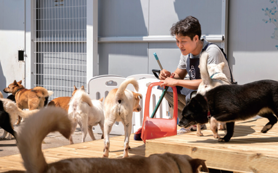 보호중인 유기견들 사진