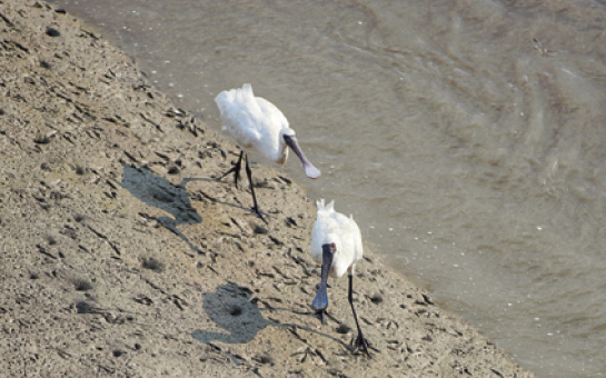 멸종위기종 ‘저어새‘ 사진