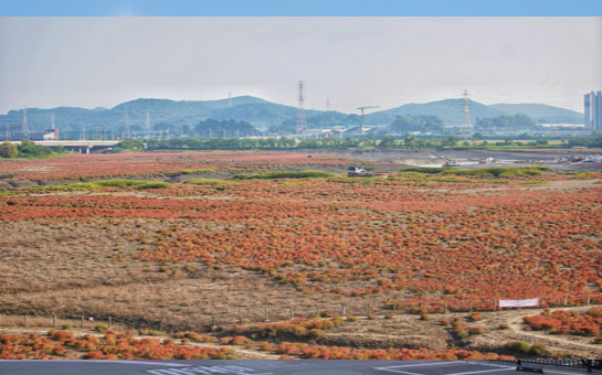 염생식물 ‘칠면초‘ 사진