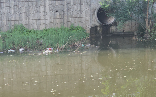 방치된 녹조와 쓰레기 사진